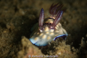 Goniobranchus hintuanensis.The difficulty is to stay lowe... by Antonio Venturelli 